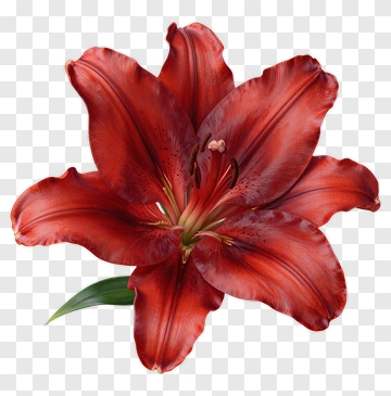 Red Lily Flower PNG
