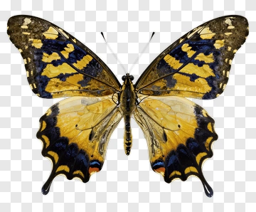 Butterfly With Yellow And Blue Wings PNG