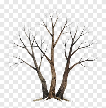 Bare Tree Trio PNG