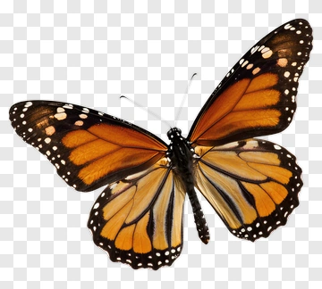 Monarch Butterfly With Orange And Black Wings PNG