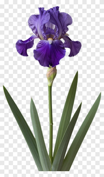 Purple Iris Flower PNG