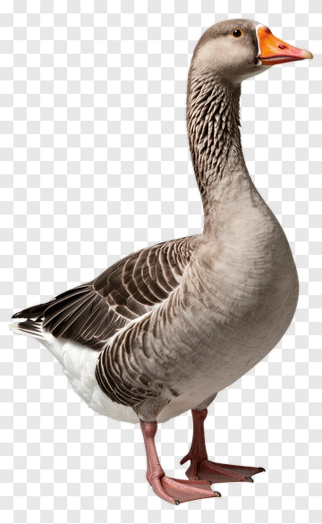 Goose Standing Proudly PNG