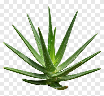 Aloe Vera Plant PNG
