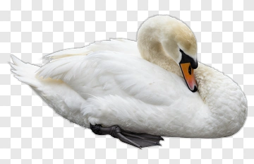 White Swan Resting PNG