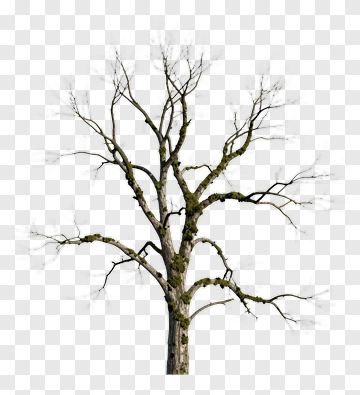 Bare Tree With Branches And Moss PNG
