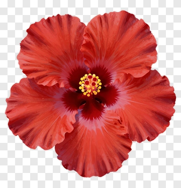 Red Hibiscus Flower PNG