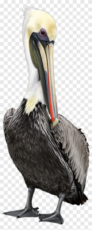 Pelican Standing With Colorful Beak PNG