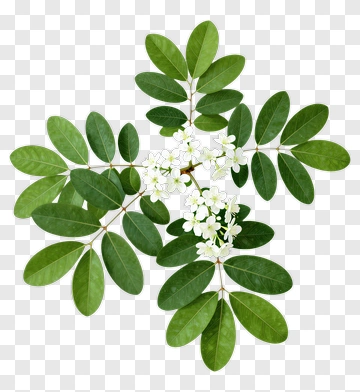 Leafy Plant With White Flowers PNG
