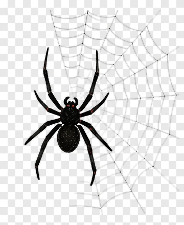 Black Spider On A Web PNG
