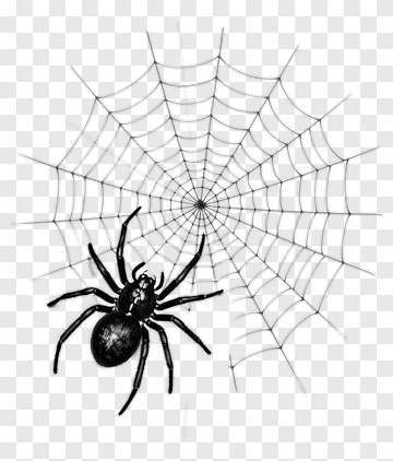 Spider On A Web PNG