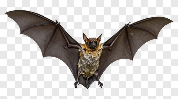 Bat With Outstretched Wings PNG