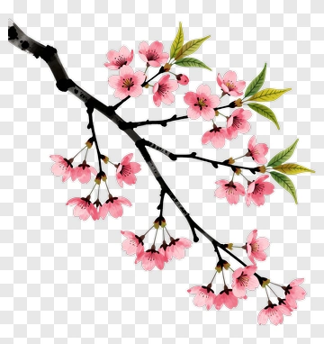 Cherry Blossom Branch With Pink Flowers PNG