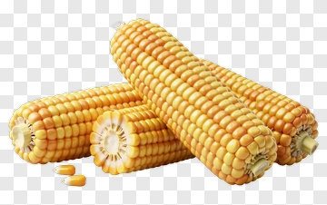 Fresh Corn Cobs PNG