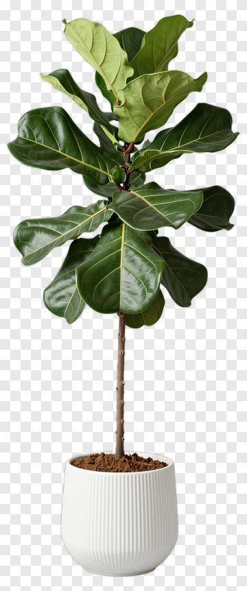 Fiddle Leaf Fig Plant In White Pot PNG