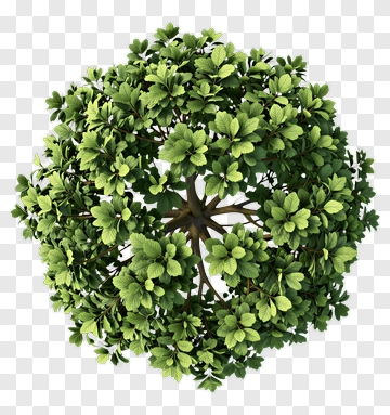 Green Tree PNG