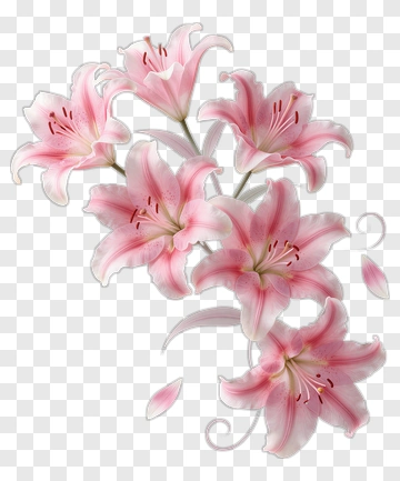 Pink Lily Bouquet PNG