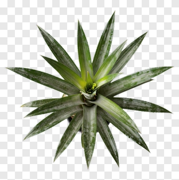 Pineapple Plant PNG