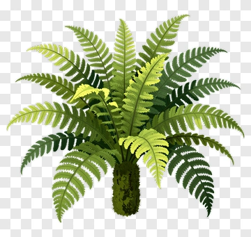 Green Fern Plant PNG