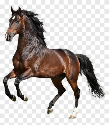 Brown Horse Running PNG