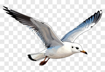 Flying Seagull With Outstretched Wings PNG