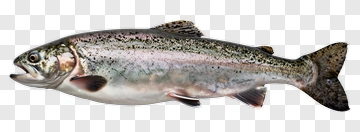 Rainbow Trout Fish PNG