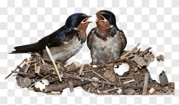 Two Swallows Feeding In A Nest PNG