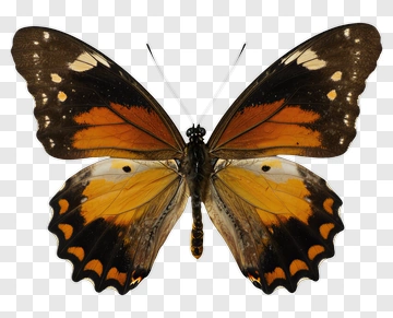 Butterfly With Orange And Black Wings PNG