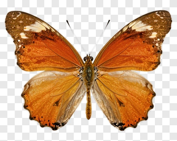 Butterfly With Orange Wings PNG