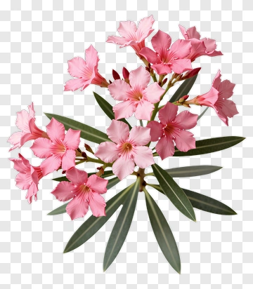 Pink Flowering Oleander Plant PNG