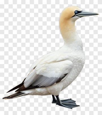 Gannet Bird Standing PNG