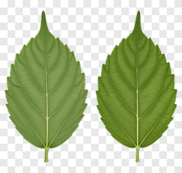 Green Leaves Side By Side PNG