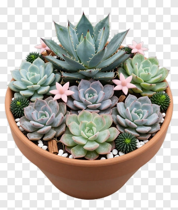 Succulent Plant Arrangement In A Terracotta Pot PNG