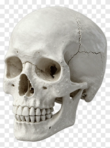 Realistic Human Skull PNG