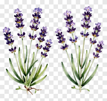 Watercolor Lavender Flowers PNG