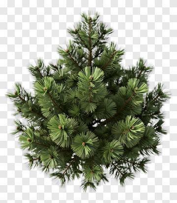 Pine Tree PNG