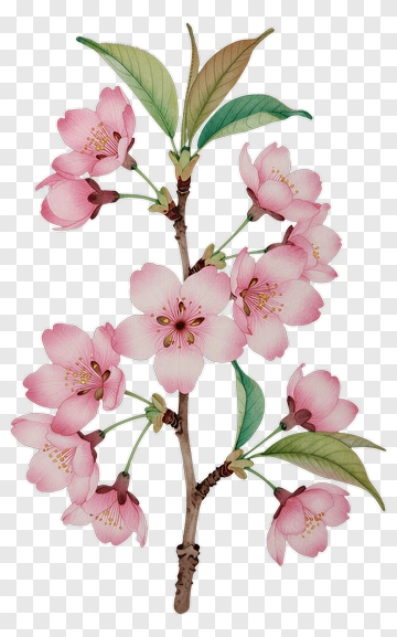 Cherry Blossom Branch PNG