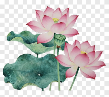 Pink Lotus Flowers With Green Leaves PNG
