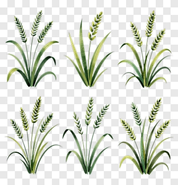 Wheat Plants Illustration PNG