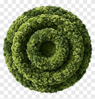 Spiral Greenery Composition PNG