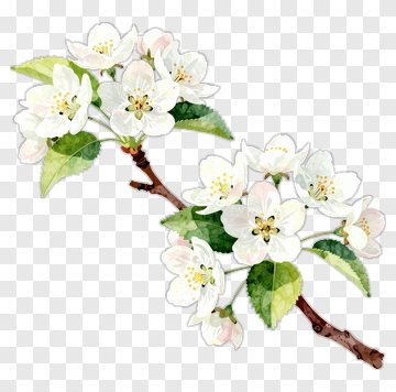Watercolor Apple Blossom Branch PNG