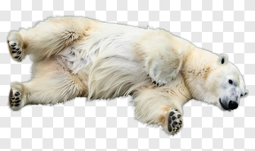Polar Bear Lying On Its Back PNG