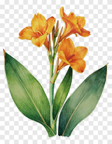 Colorful Flower With Green Leaves PNG