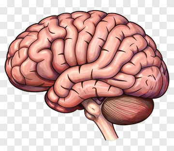 Realistic Human Brain Illustration PNG