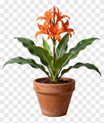 Potted Orange Lily Plant PNG