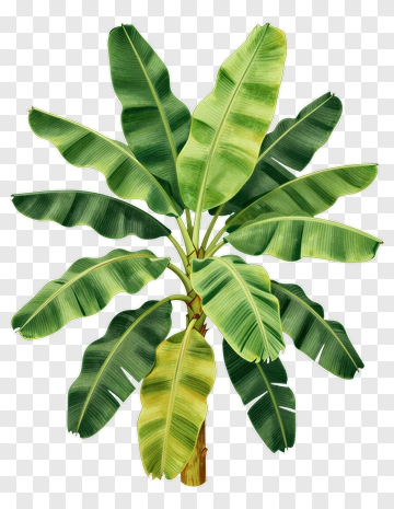Banana Tree With Large Green Leaves PNG