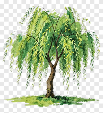Watercolor Willow Tree PNG