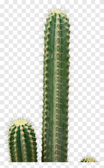 Green Cactus PNG