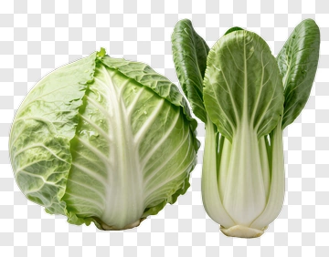 Green Cabbage And Bok Choy PNG