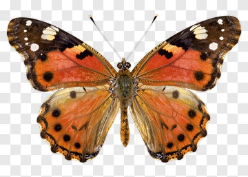 Colorful Butterfly With Orange And Black Wings PNG
