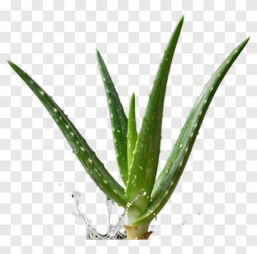 Aloe Vera Plant With Water Droplets PNG